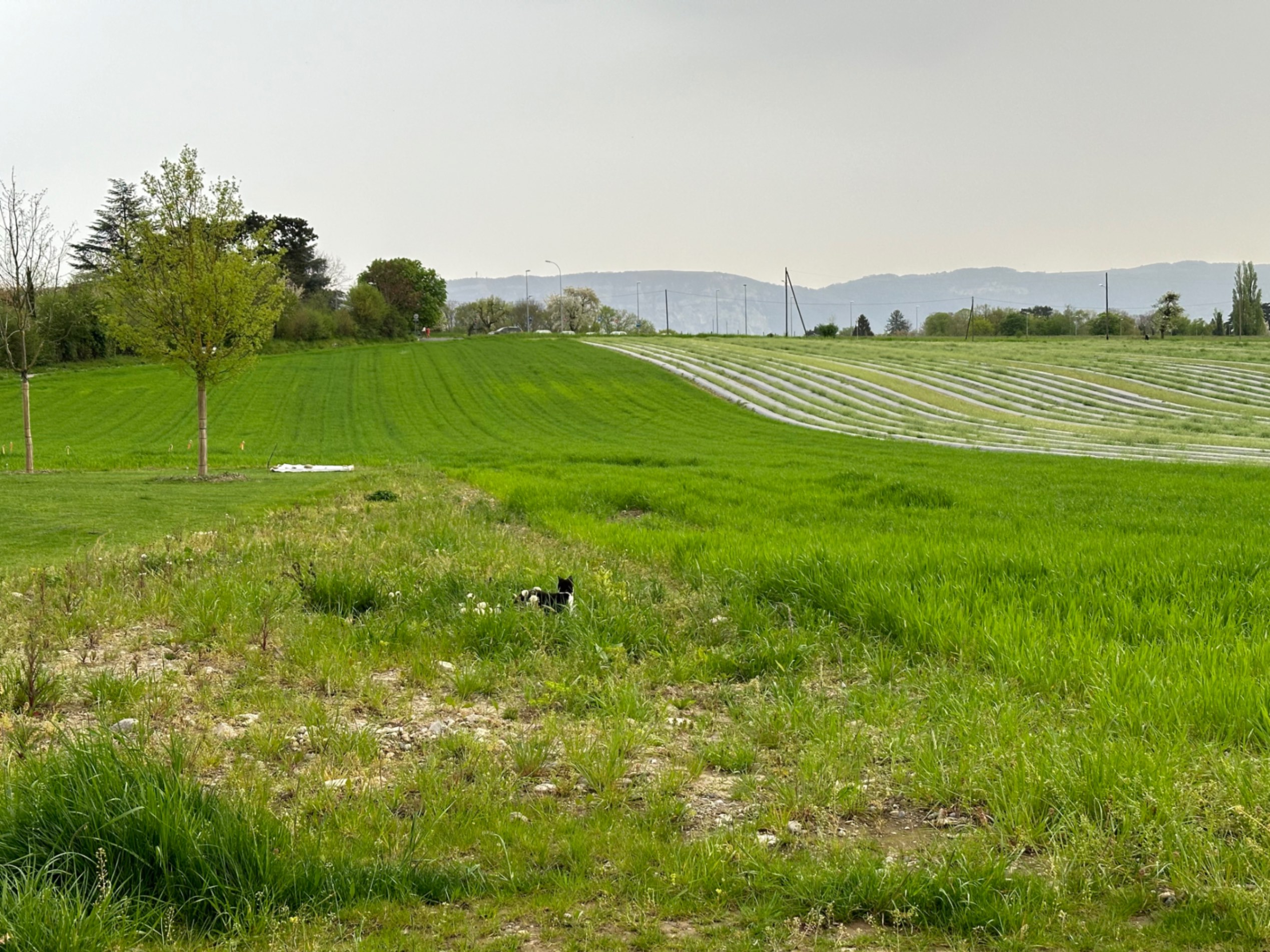 Cat in the Field