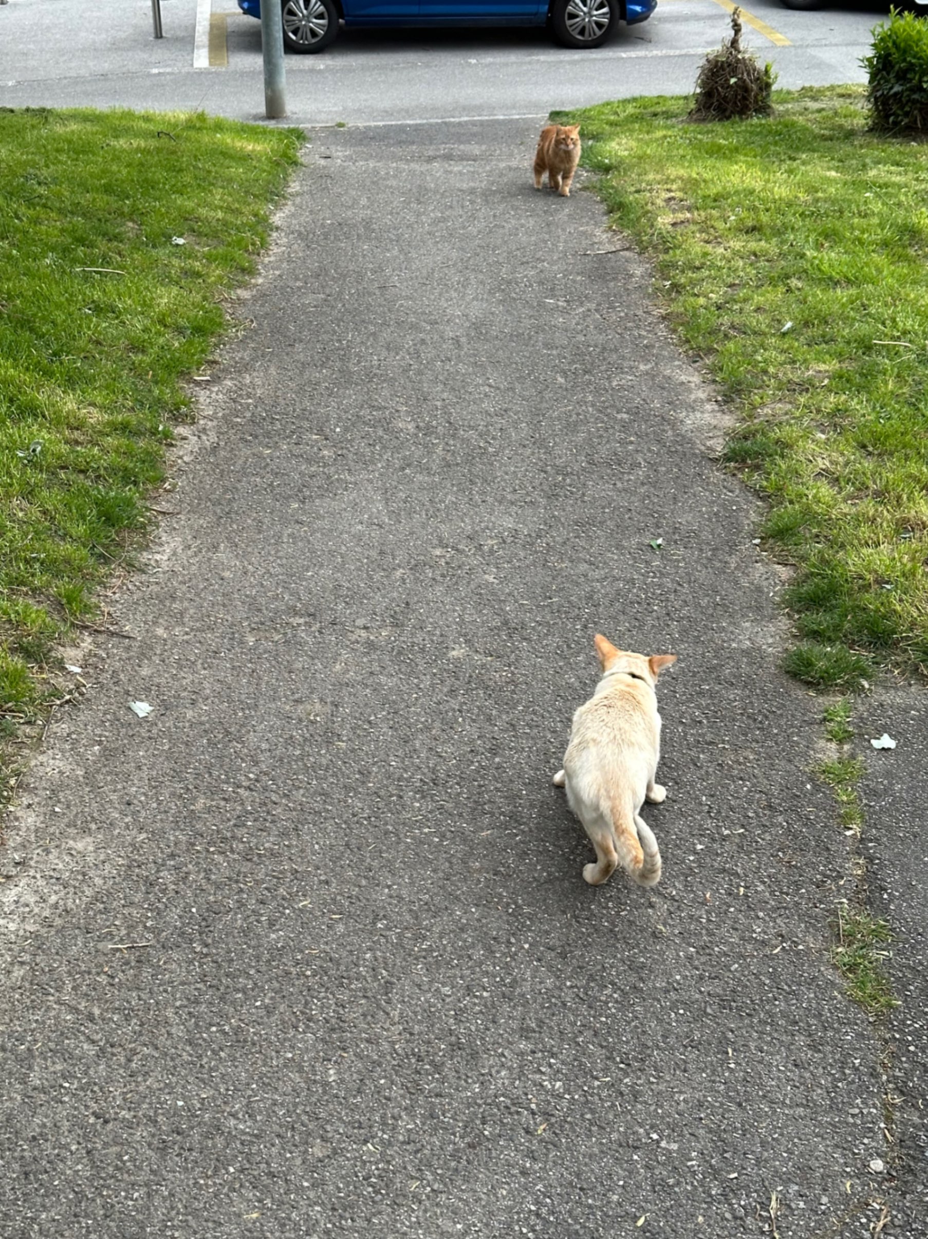 Feline Neighbors