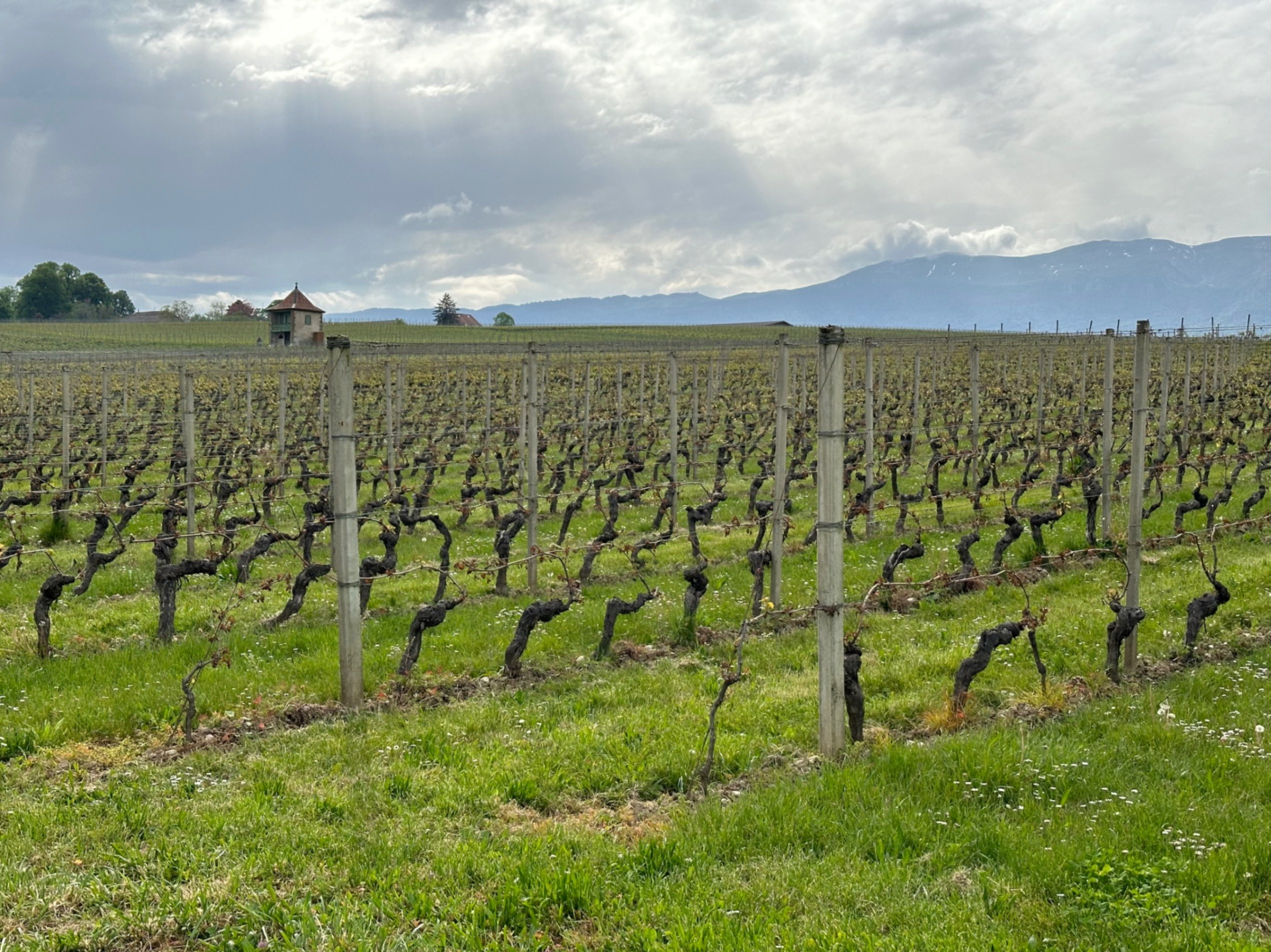 Satigny Vineyards