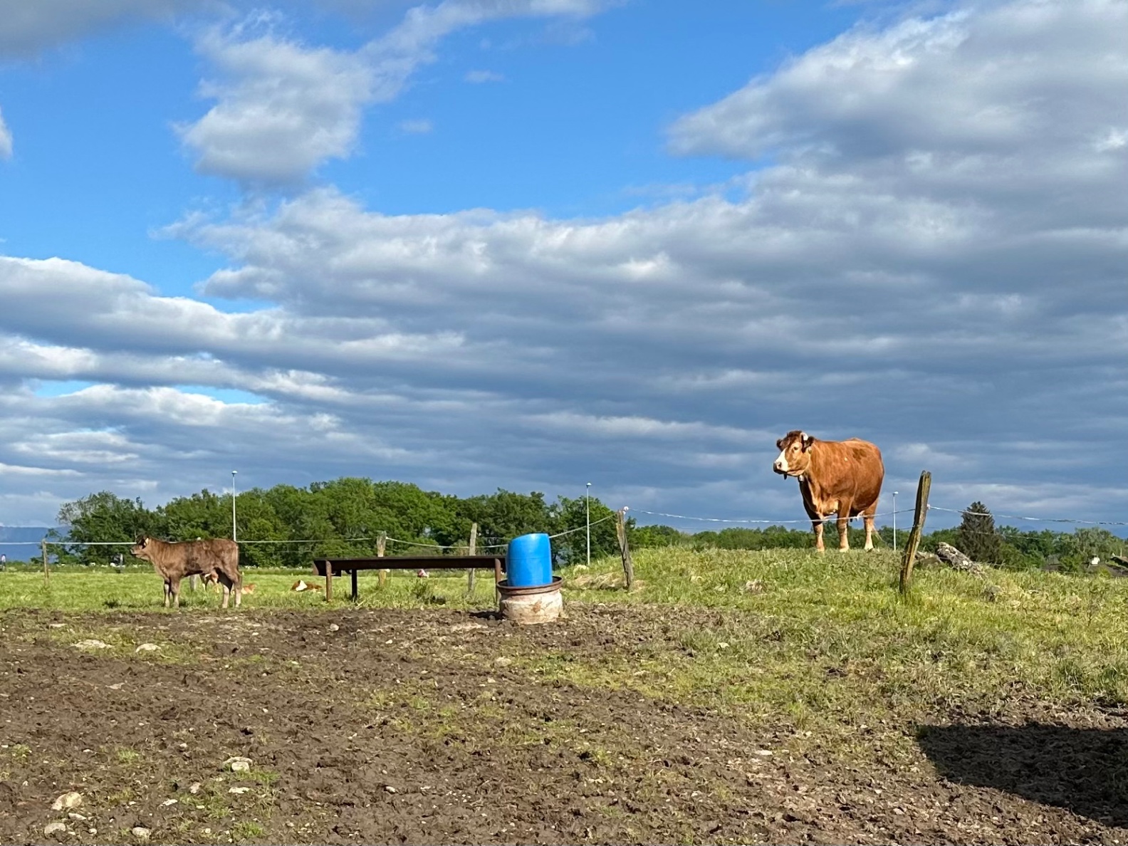 Grazing Cows