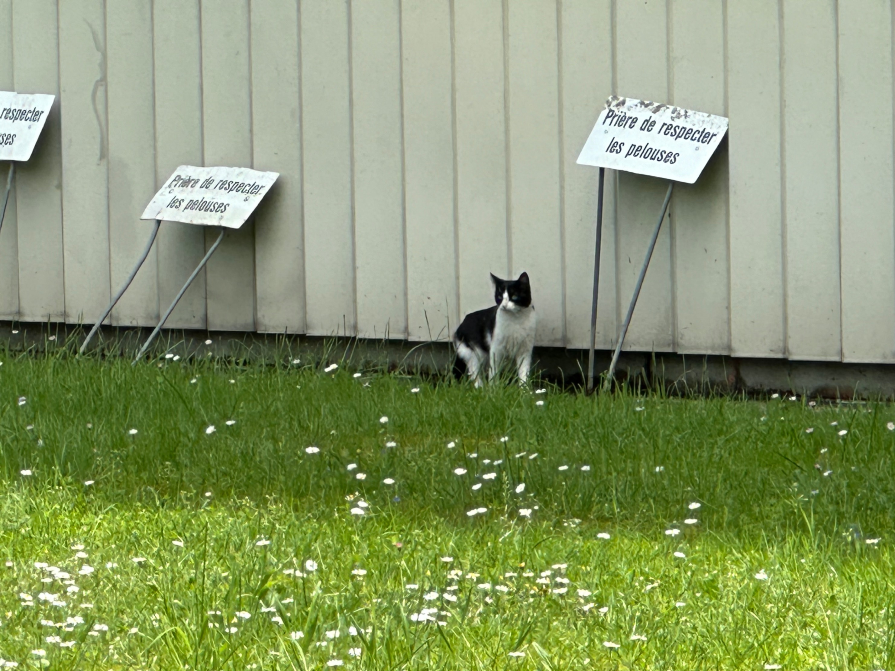 CERN Cat