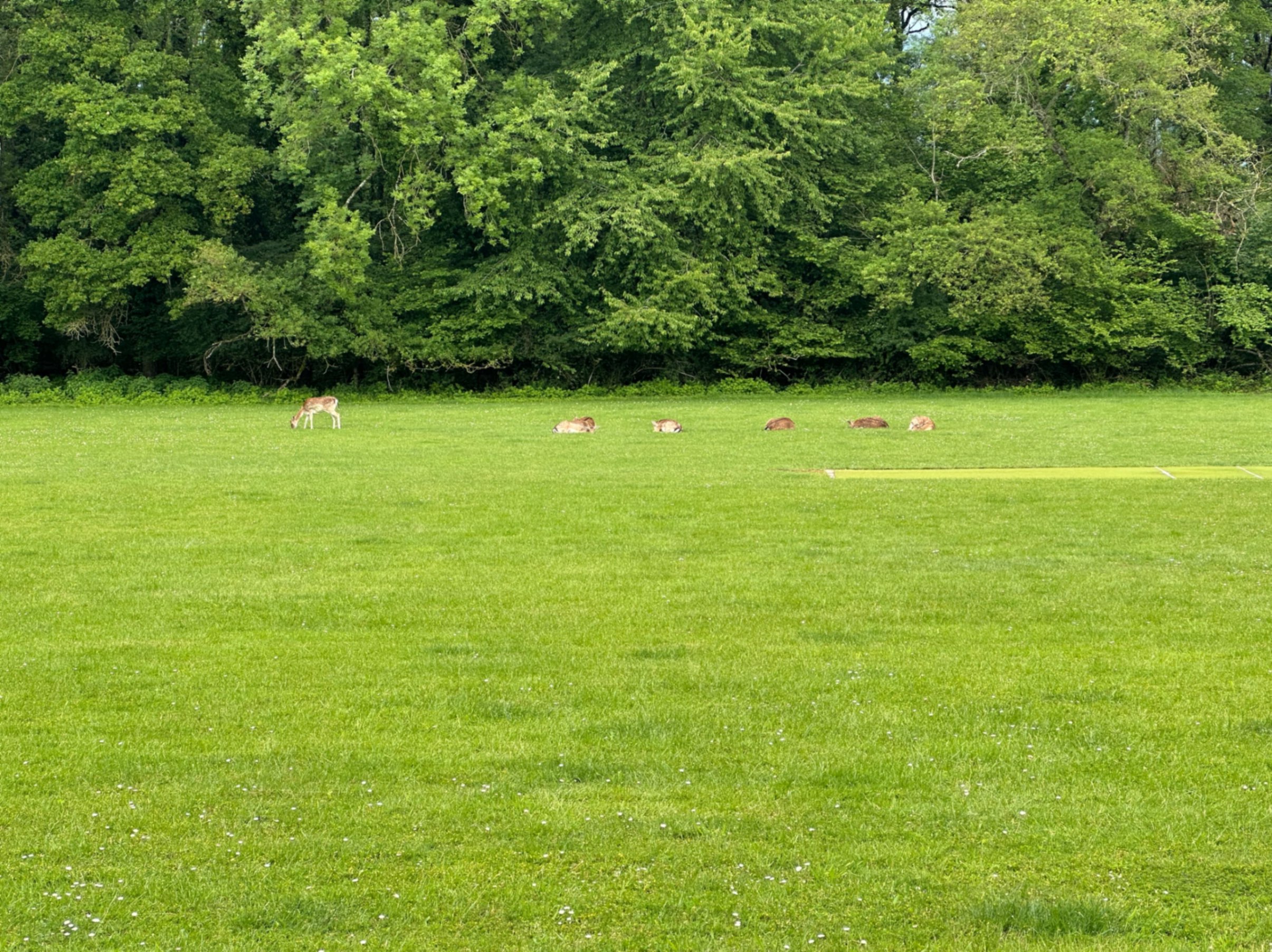 CERN Deer