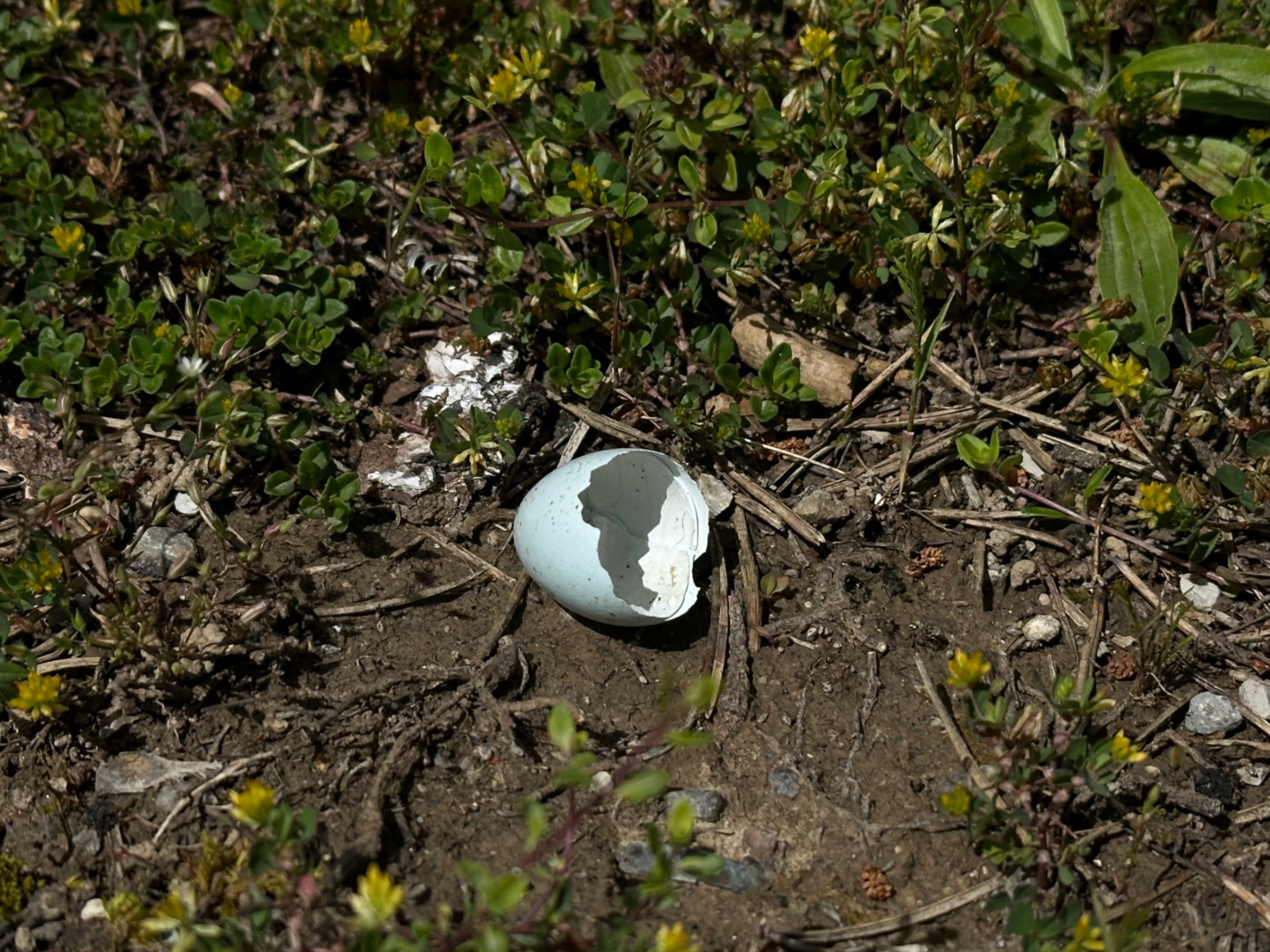 Hatched