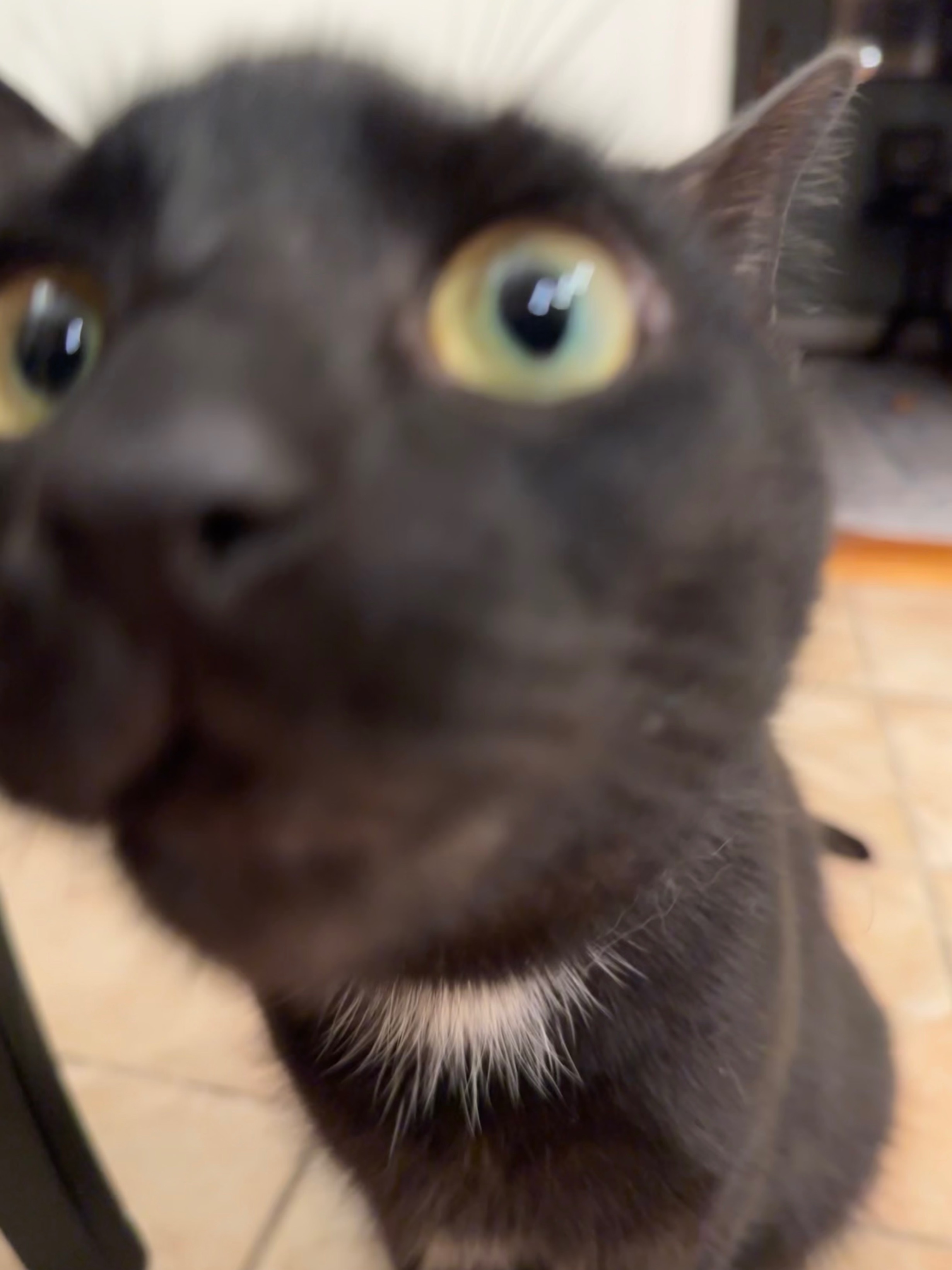 Sniff Sniff