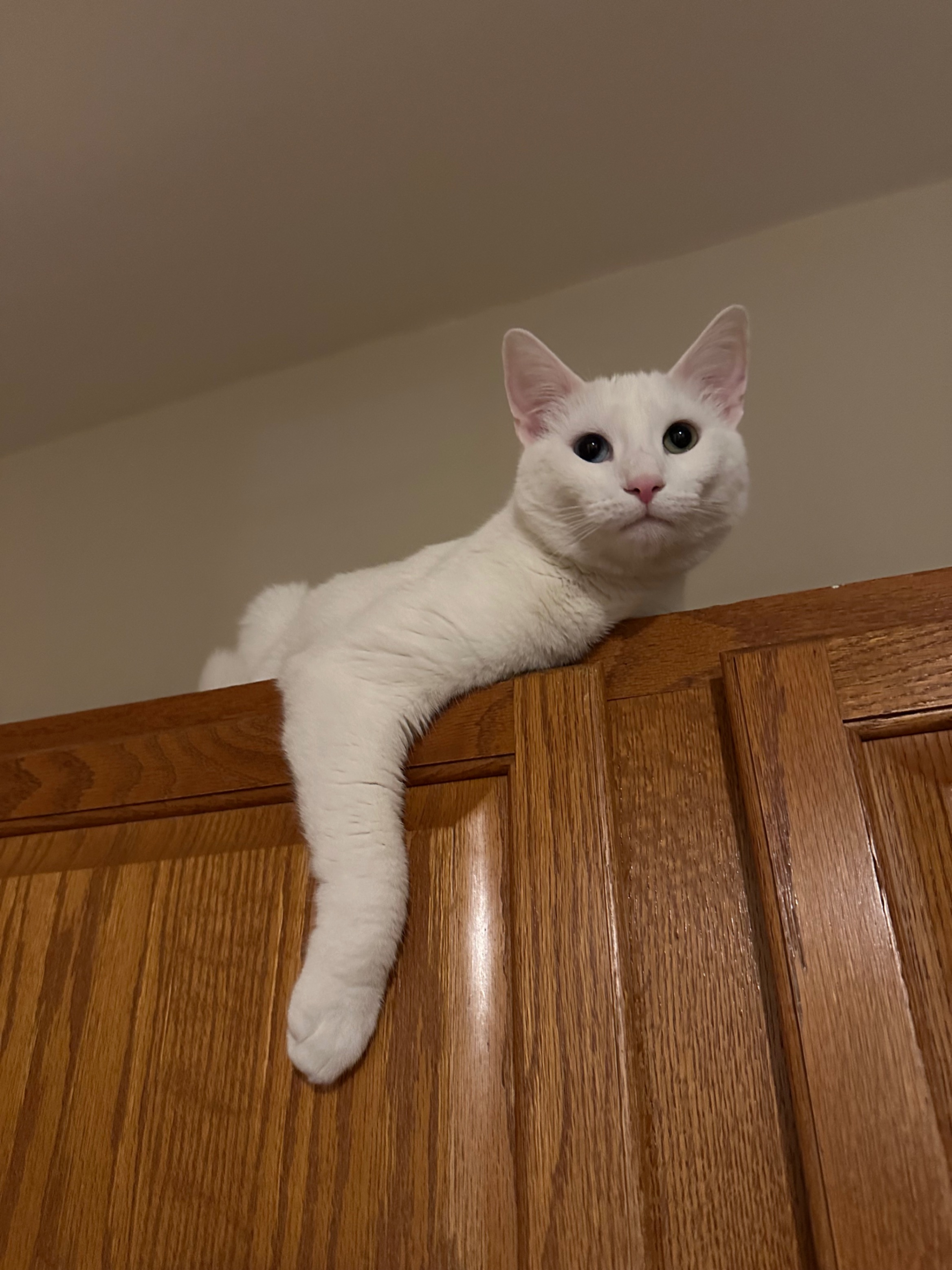 Furby on the Cupboards