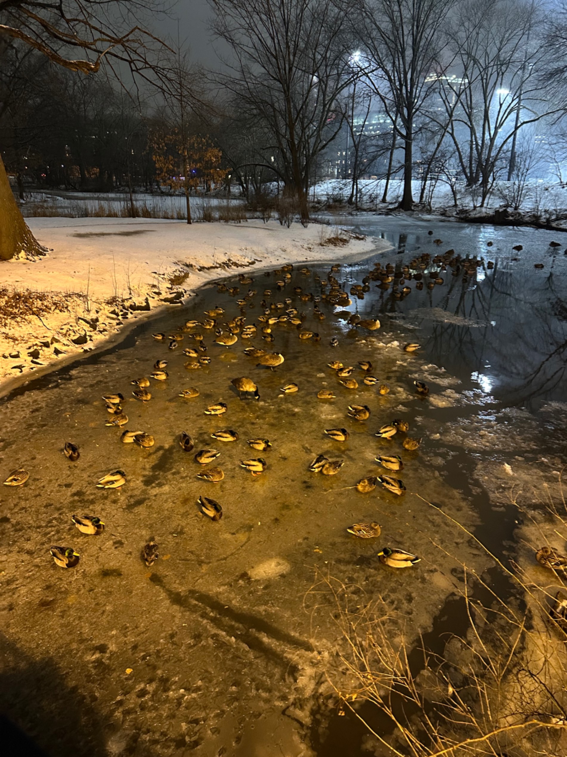 Duck Meeting