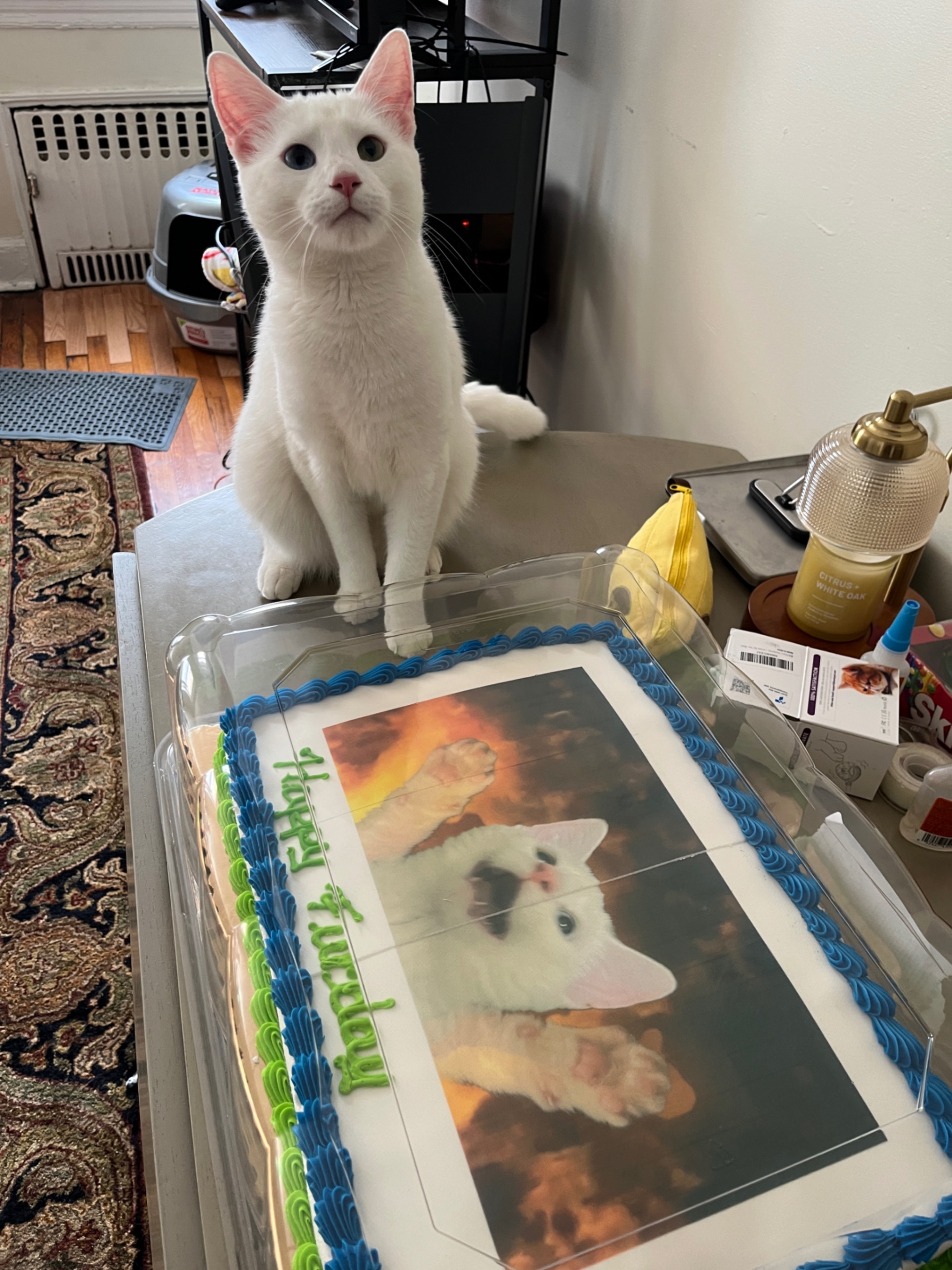 Furbday Cake