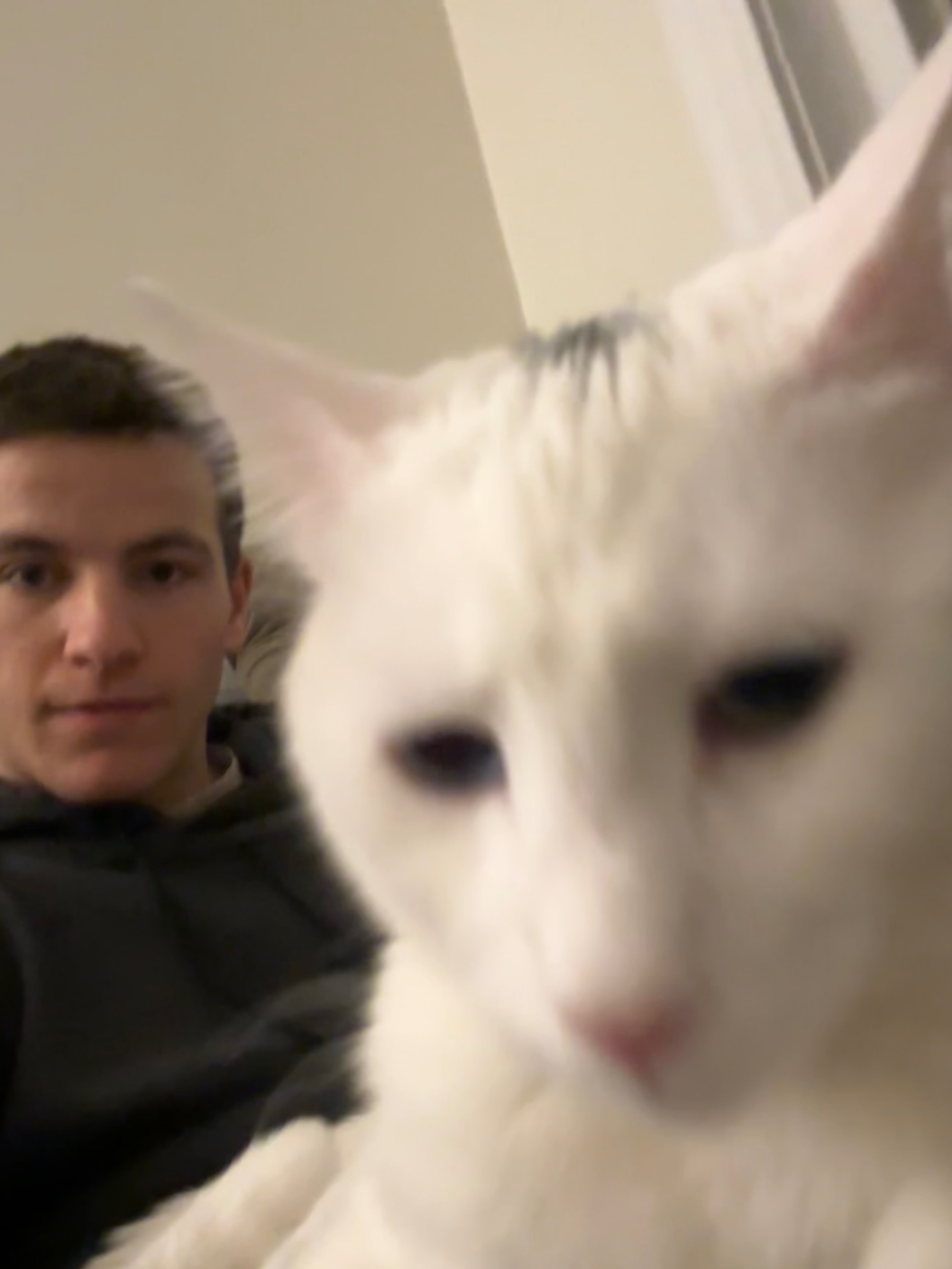 Lap Cat