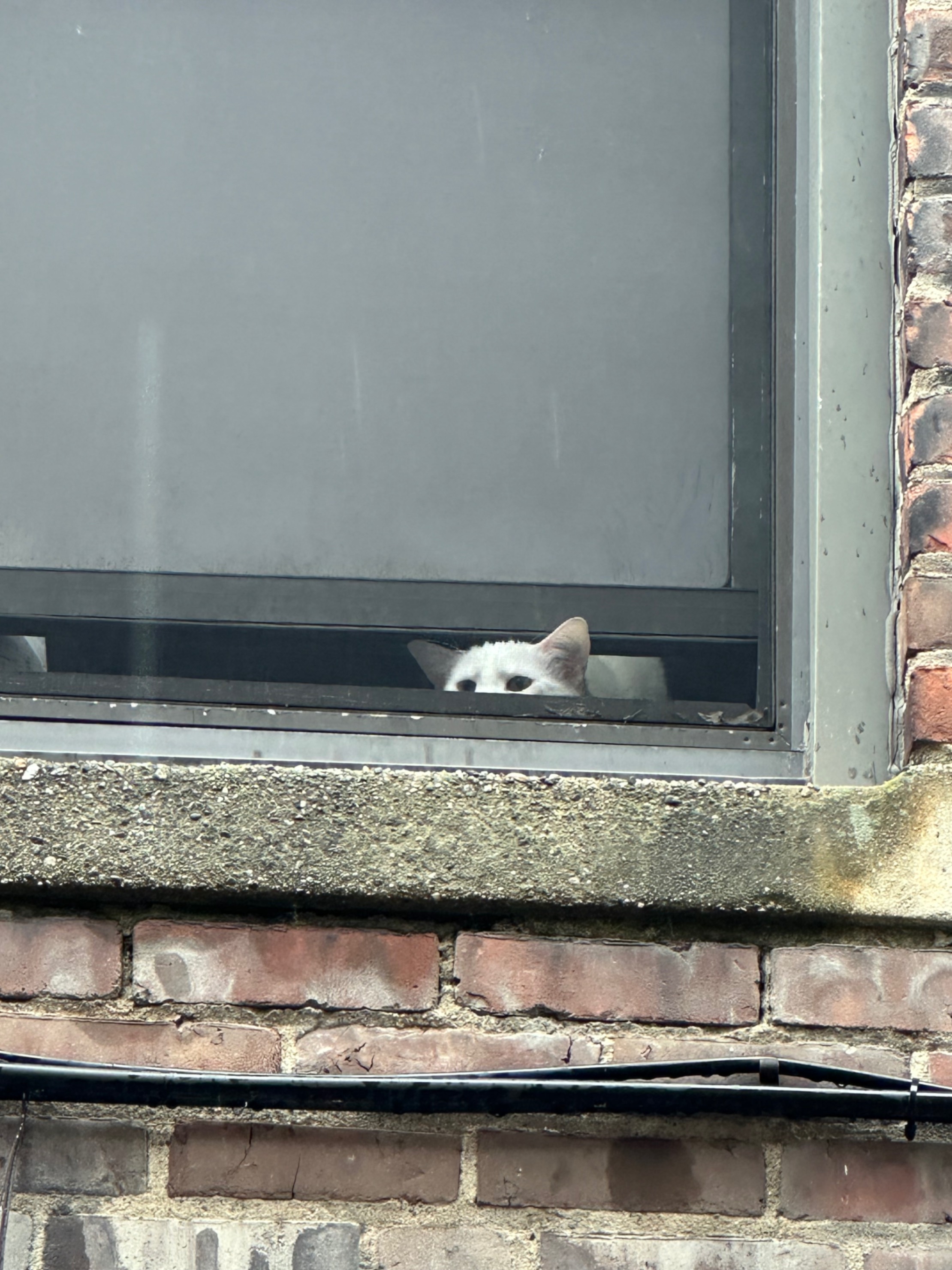 Pigeon Hunting