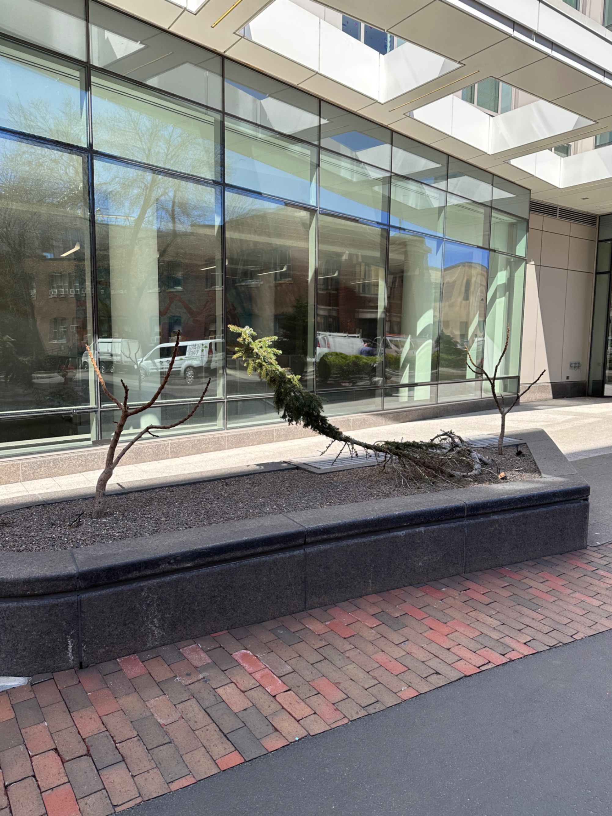 Persevering Tree