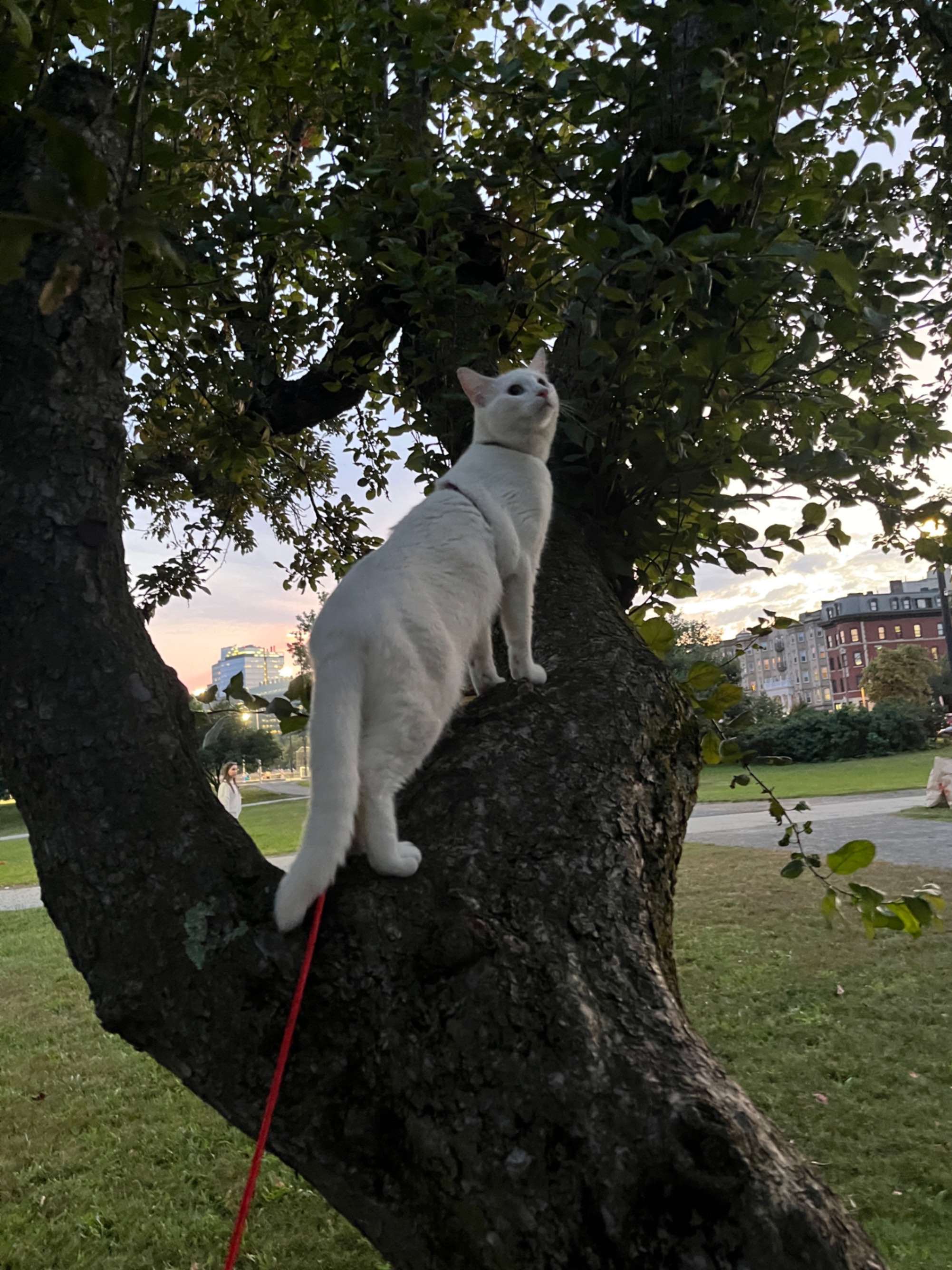 Acrocat